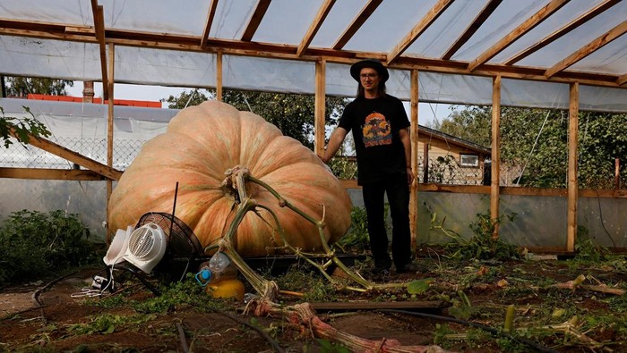 Horticulturist Alexander Chusov poses next to a giant pumpkin he grew on his garden plot in the Moscow Region, Russia September 18, 2025. REUTERS/Yulia Morozova