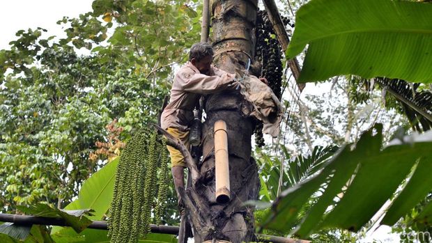 Penyadap nira aren sedang tekun bekerja di Kampung Kuta Ciamis.