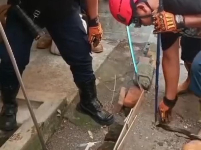 Petugas Damkar mengevakuasi ular Kobra Jawa 1 meter dari rumah warga di Gunungkidul, Minggu (28/9/2025).