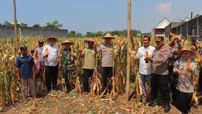 Polres Probolinggo Kota bersama Kelompok Tani (Poktan) se-Kecamatan Kanigaran panen jagung