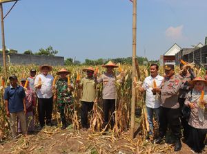 Polres Probolinggo Kota dan Poktan Kanigaran Gelar Panen Raya Jagung