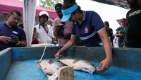 Ikan gabus raksasa biasanya dipelihara sebagai hewan peliharaan, tetapi telah menjadi ancaman bagi ekosistem setelah dilepaskan ke sungai oleh pemiliknya. Meskipun jumlah pesertanya besar, ikan gabus raksasa ini terbukti sulit ditangkap dengan hanya 22 ekor yang berhasil ditangkap. Namun, beberapa orang tidak gentar dan berharap untuk terus berpartisipasi dalam kompetisi-kompetisi mendatang. Foto: REUTERS/Thilina Kaluthotage