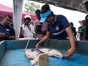 Seribu Pemancing Sri Lanka Berburu Predator Air Ikan Gabus Raksasa
