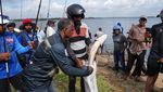 Seribu Pemancing Sri Lanka Berburu Predator Air Ikan Gabus Raksasa