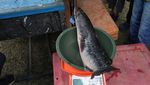 Seribu Pemancing Sri Lanka Berburu Predator Air Ikan Gabus Raksasa