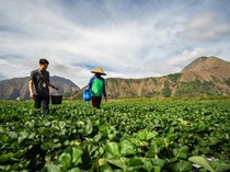 BRI Perkuat Dukungan Sektor Pertanian Lewat Akses Pembiayaan-Pemberdayaan