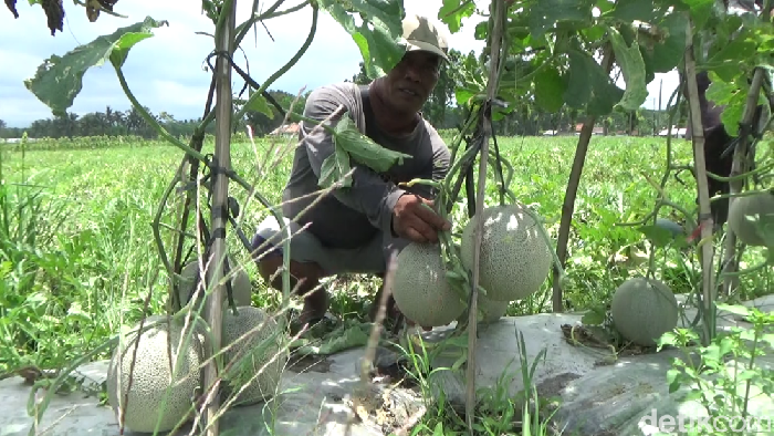 Buah Jumbo Rasa Manis, Melon Loa Yin Bawa Berkah Bagi Petani