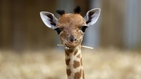 Bayi jerapah yang masuk subspesies Kordofan ini tergolong sangat terancam punah menurut Persatuan Internasional untuk Konservasi Alam (IUCN). Kelahiran bayi jerapah betina ini dianggap sebagai kemenangan penting dalam upaya konservasi satwa liar. Foto: REUTERS/Tom Nicholson
