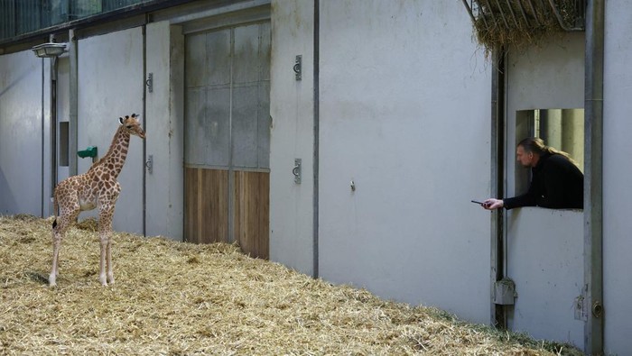 A newborn baby giraffe sits among giraffes in an enclosure during a media visit at Paris Zoological Park in the Bois de Vincennes in the east of Paris, France, September 26, 2025. REUTERS/Tom Nicholson
