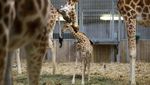 Langka! Bayi Jerapah Lahir di Kebun Binatang Paris, Pertama dalam Enam Tahun