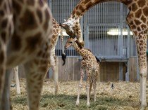 Langka! Bayi Jerapah Lahir di Kebun Binatang Paris, Pertama dalam Enam Tahun