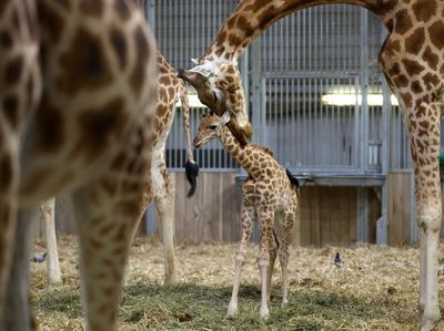 Langka! Bayi Jerapah Lahir di Kebun Binatang Paris, Pertama dalam Enam Tahun