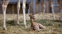 Seekor anak jerapah lahir di Taman Zoologi Paris pada 12 September, menandai kelahiran jerapah pertama di taman tersebut sejak 2019, demikian diumumkan pihak kebun binatang pada Rabu (24/9). Foto: REUTERS/Tom Nicholson