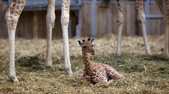 A newborn baby giraffe sits among giraffes in an enclosure during a media visit at Paris Zoological Park in the Bois de Vincennes in the east of Paris, France, September 26, 2025. REUTERS/Tom Nicholson