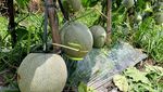 Lao Yin, Melon Super Manis yang Bikin Petani Lumajang Untung Besar