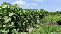 Dengan dibantu sejumlah pekerja, Sumarli memanen buah melon dari 1.000 batang tanaman.
