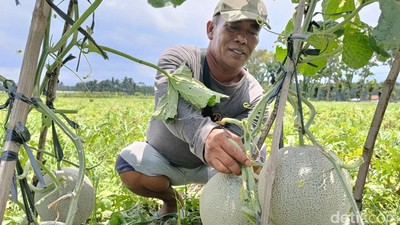 Lao Yin, Melon Super Manis yang Bikin Petani Lumajang Untung Besar