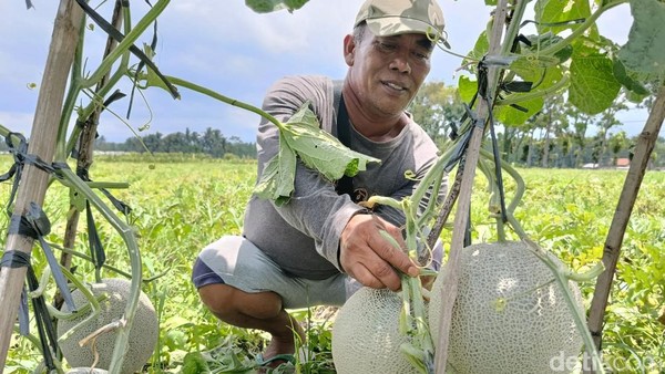 Lao Yin, Melon Super Manis yang Bikin Petani Lumajang Untung Besar