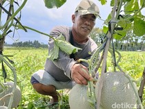 Lao Yin, Melon Super Manis yang Bikin Petani Lumajang Untung Besar