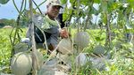 Lao Yin, Melon Super Manis yang Bikin Petani Lumajang Untung Besar