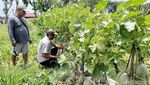 Lao Yin, Melon Super Manis yang Bikin Petani Lumajang Untung Besar