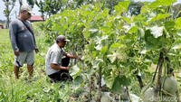 Dari lahan seluas 2.000 meter persegi, ia berhasil memanen 7,5 ton buah melon jenis loa yin yang dikenal manis dan berukuran jumbo.