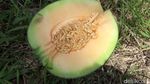 Lao Yin, Melon Super Manis yang Bikin Petani Lumajang Untung Besar