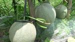Lao Yin, Melon Super Manis yang Bikin Petani Lumajang Untung Besar
