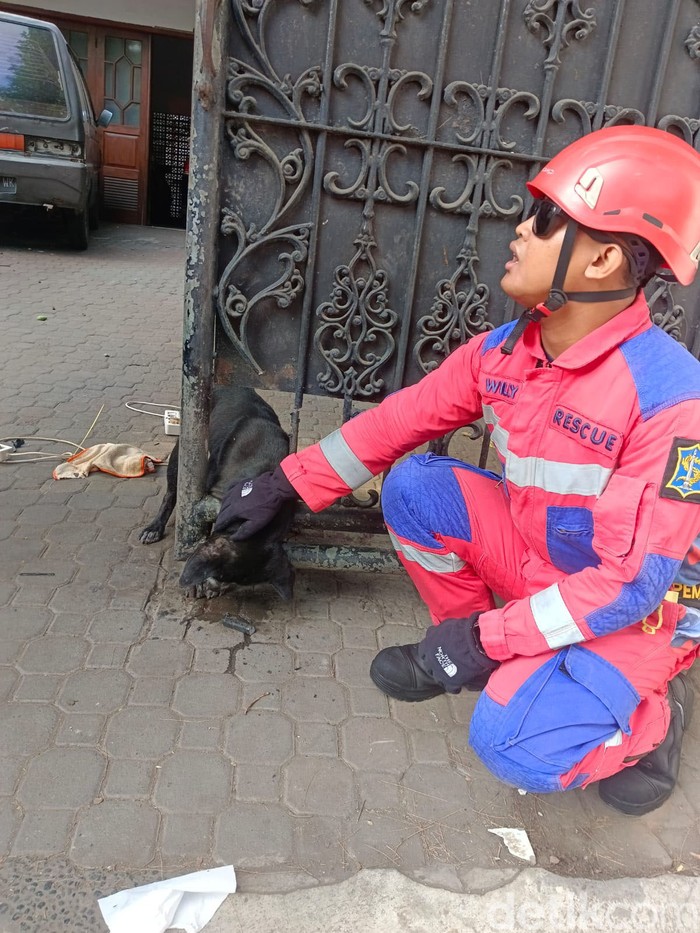 Petugas Damkar Kota Surabaya Evakuasi Anjing Terjepit Pagar