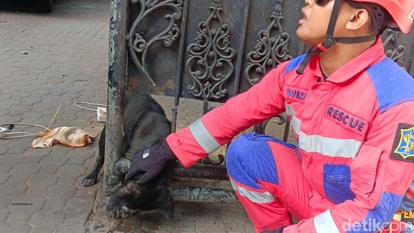 Momen Damkar Surabaya Evakuasi Anjing Kintamani Terjepit Pagar