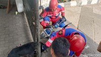 Petugas dari Unit Rescue Damkar Kota Surabaya harus memotong pagar yang menjepit anjing dengan menggunakan peralatan cutter dan spreader hydraulic.