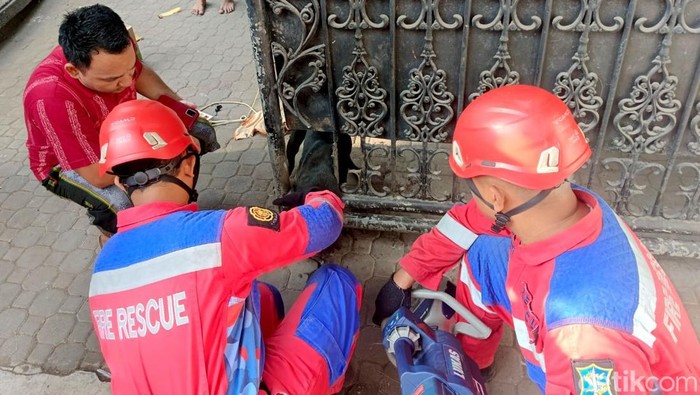 Petugas Damkar Kota Surabaya Evakuasi Anjing Terjepit Pagar