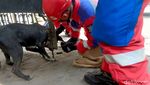 Momen Damkar Surabaya Evakuasi Anjing Kintamani Terjepit Pagar