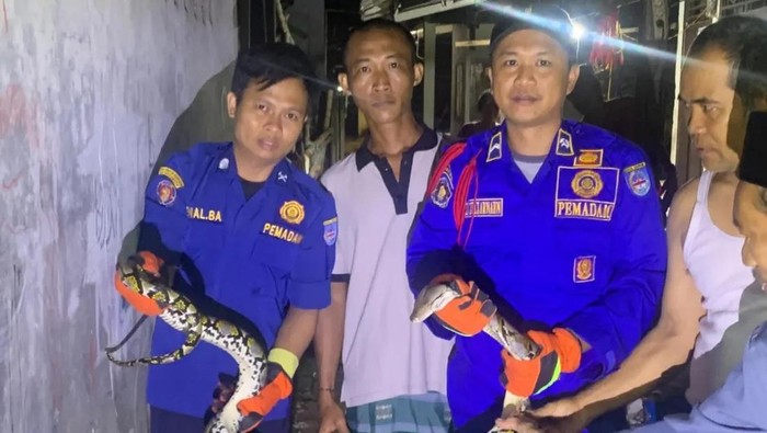 Petugas damkar mengevakuasi ular sanca sepanjang tiga meter di Tapos, Depok, Jawa Barat. Ular dievakuasi lantaran membuat resah warga. (dok Damkar Depok)