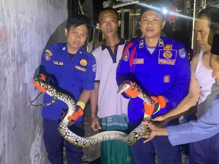 Petugas damkar mengevakuasi ular sanca sepanjang tiga meter di Tapos, Depok, Jawa Barat. Ular dievakuasi lantaran membuat resah warga. (dok Damkar Depok)