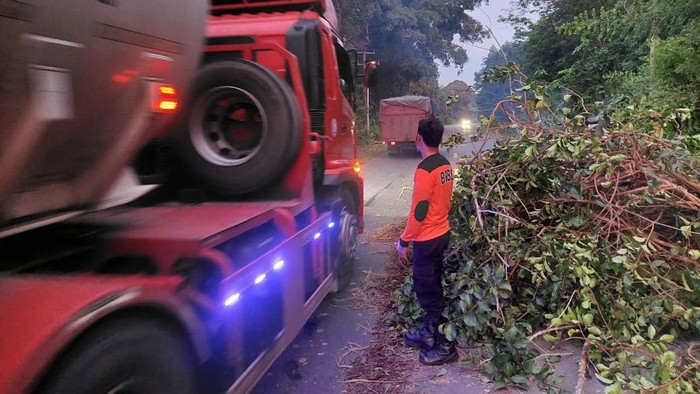 Pohon tumbang akibat angin kencang di Muba.