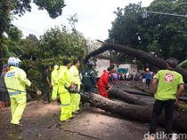 Total 33 Pohon Tumbang Imbas Hujan Angin di Boyolali, 2 Kendaraan Tertimpa