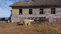 Seekor beruang kutub berjalan di antara bangunan tua stasiun penelitian Soviet yang terbengkalai di Pulau Kolyuchin, Arktik Rusia. Foto: Instagram @makhorov/Handout via REUTERS