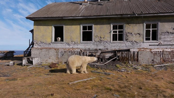 Polar bears take over the abandoned Soviet-era research station on Kolyuchin Island in the Chukchi Sea, in Russia's far northeast, September 14, 2025, in this still image taken from a drone video. Instagram @makhorov/Handout via REUTERS THIS IMAGE HAS BEEN SUPPLIED BY A THIRD PARTY. MANDATORY CREDIT.