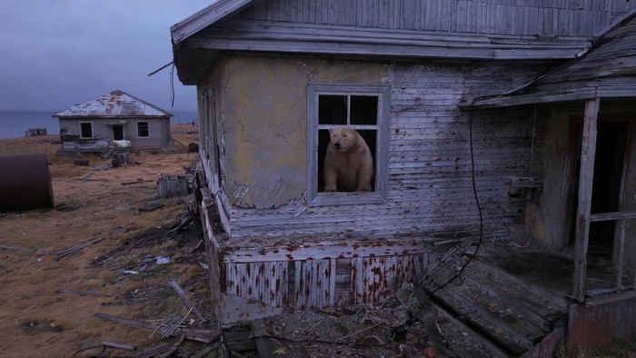 Polar bears take over the abandoned Soviet-era research station on Kolyuchin Island in the Chukchi Sea, in Russia's far northeast, September 14, 2025, in this still image taken from a drone video. Instagram @makhorov/Handout via REUTERS THIS IMAGE HAS BEEN SUPPLIED BY A THIRD PARTY. MANDATORY CREDIT.