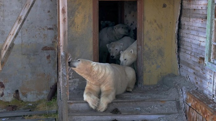 Polar bears take over the abandoned Soviet-era research station on Kolyuchin Island in the Chukchi Sea, in Russia's far northeast, September 14, 2025, in this still image taken from a drone video. Instagram @makhorov/Handout via REUTERS THIS IMAGE HAS BEEN SUPPLIED BY A THIRD PARTY. MANDATORY CREDIT.