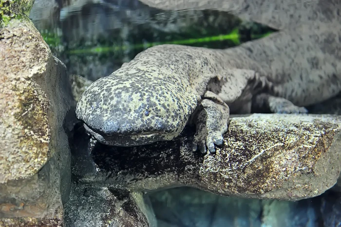 Salamander raksasa