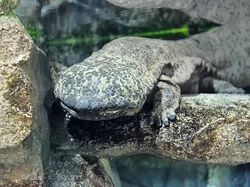 Salamander Raksasa Hasil Hibrida Bikin Bingung Ilmuwan