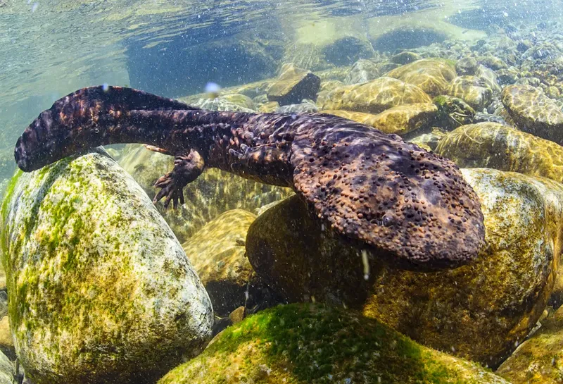 Salamander raksasa