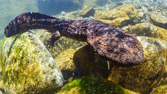 Salamander raksasa