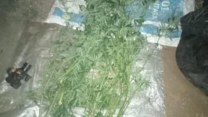 Tanaman ganja