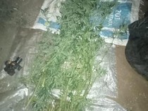 Aksi Nekat Pria Bandung Tanam Ganja di Kebun yang Berujung Bui