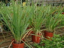 Cara Menanam Sereh Sendiri di Rumah, Mudah dan Kaya akan Manfaat!