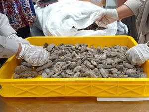 Lewati Batas Cemaran Timbal, Barantin Tolak 15 Ton Teripang Kering Asal Malaysia