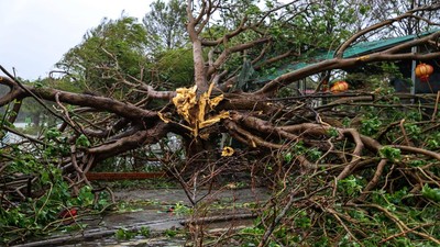 Topan Bualoi Terjang Vietnam, Pohon Tumbang di Nghe An